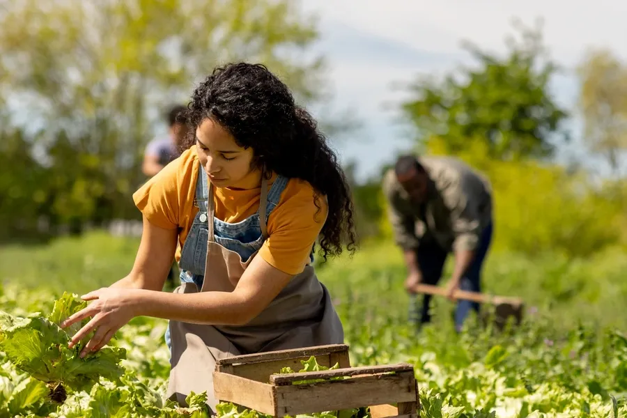 Green Fields LLC team harvesting fresh produce on the farm