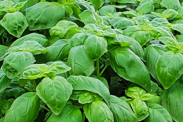 Basil