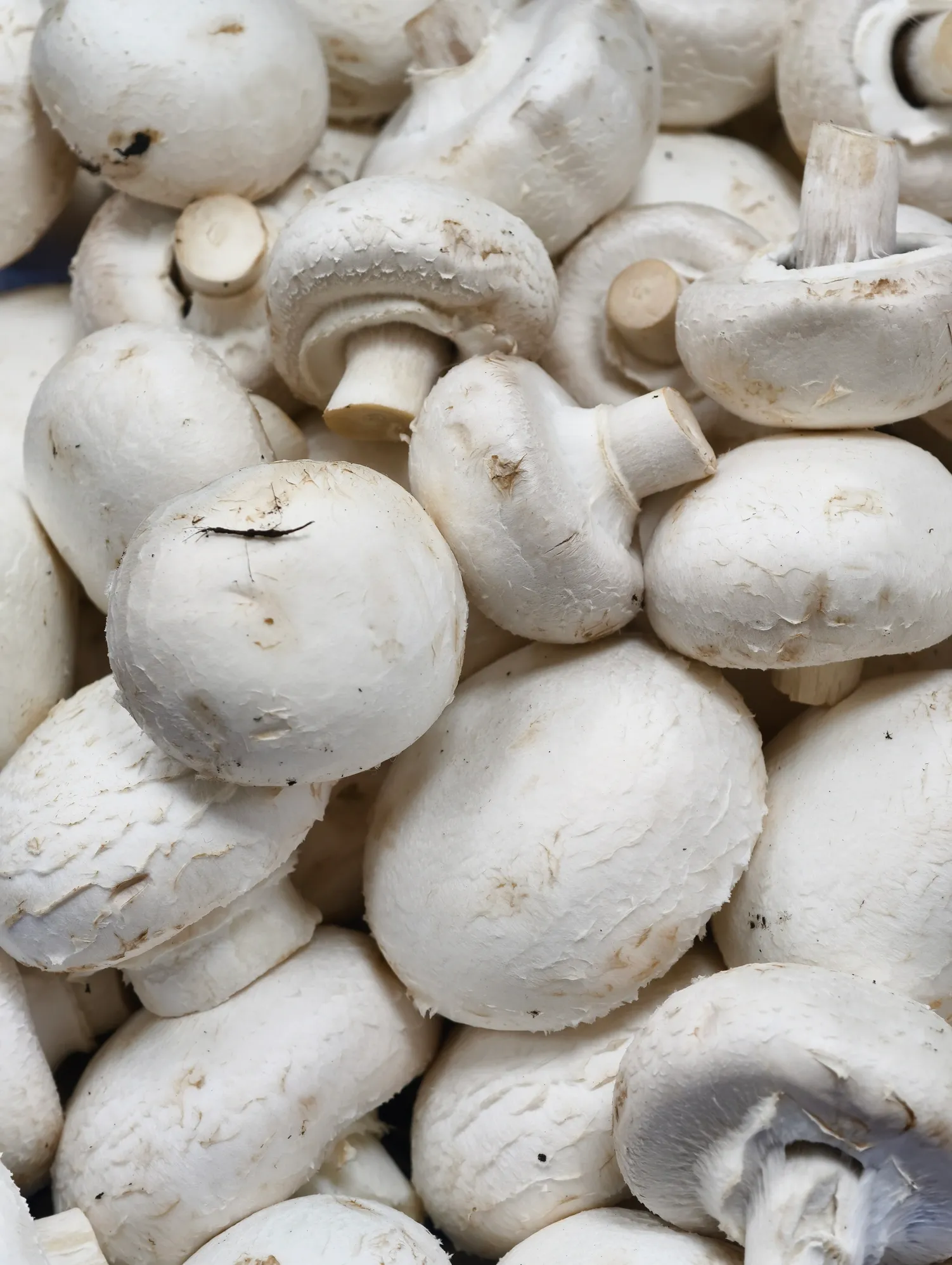 Button Mushroom