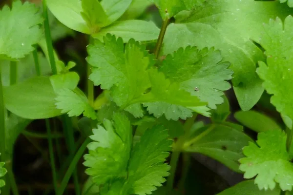 Coriander