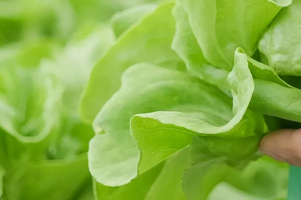 Lettuce