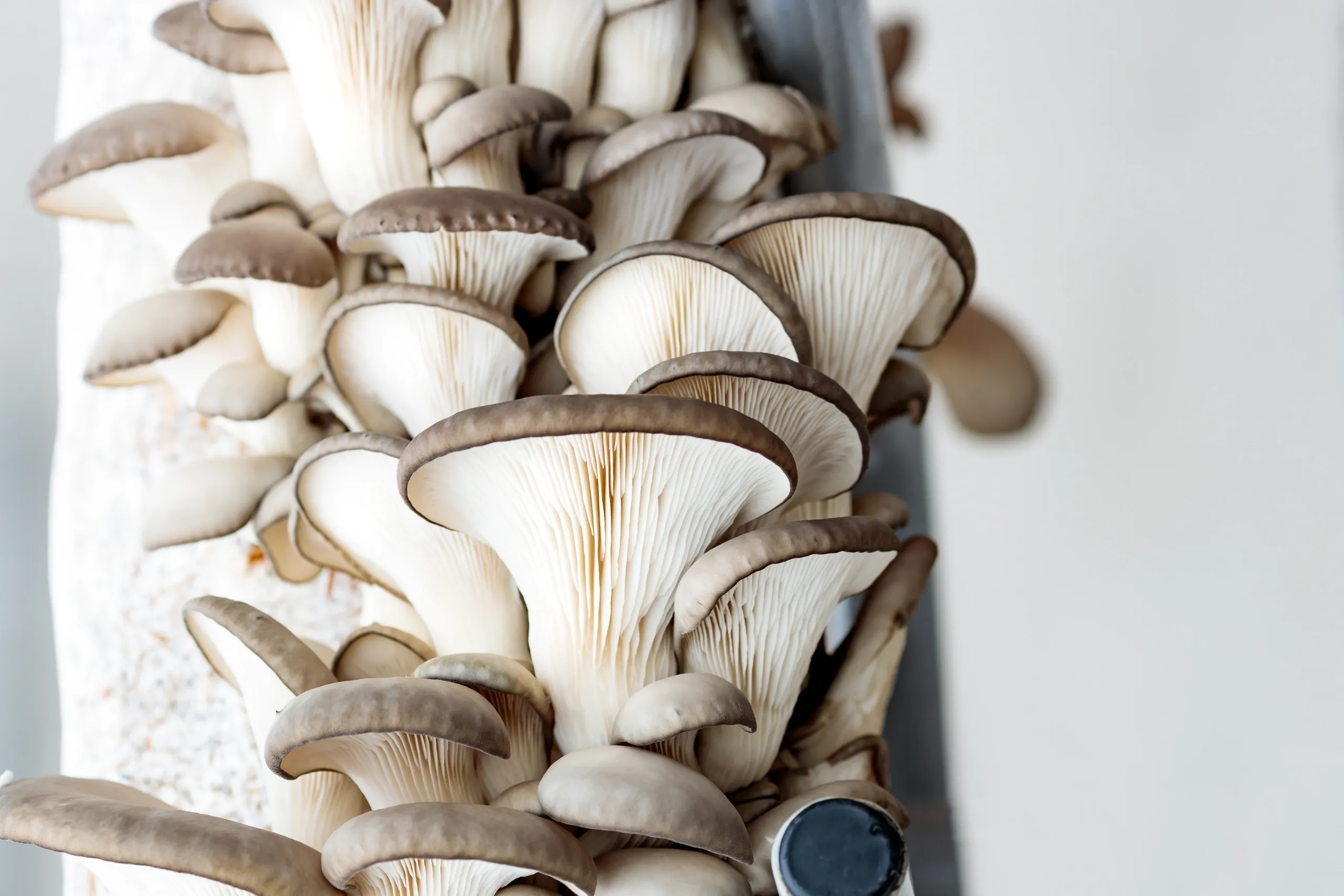 Oyster Mushroom