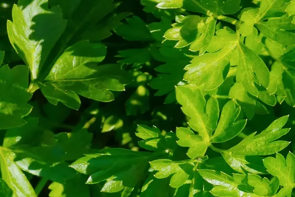 Parsley