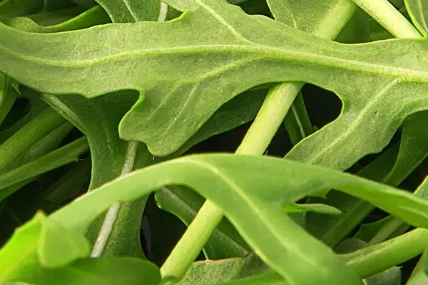 Rocket (Arugula)
