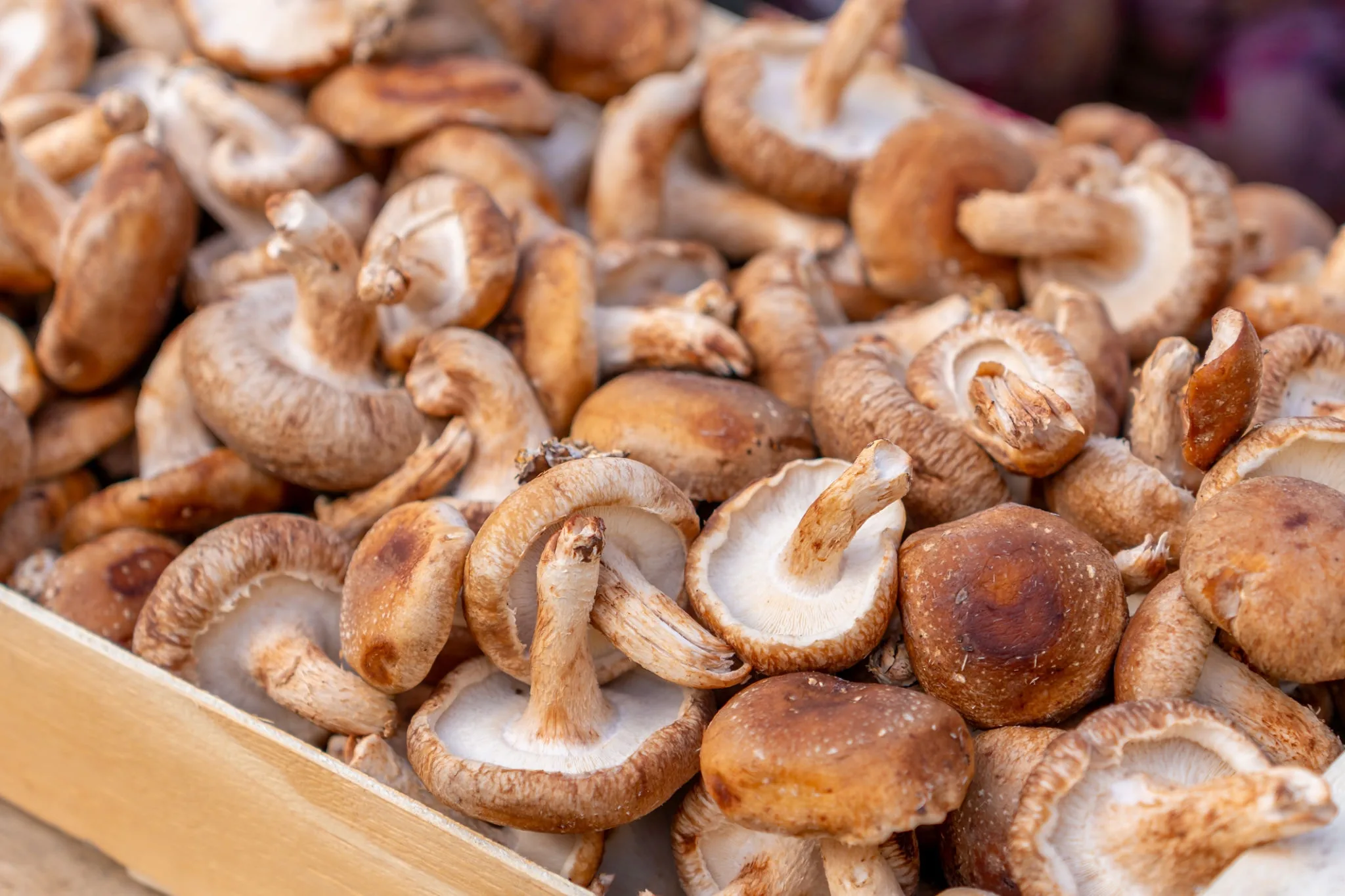 Shiitake Mushroom